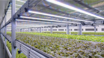 NEL BRESCIANO LA VERTICAL FARM PIU’ GRANDE D’EUROPA